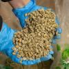 Fresh Roasted Coffee, Unroasted Brazil, Kosher, 5 Pound(Unroasted Ethiopian Yirgacheffe Kochere)